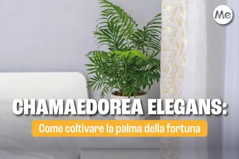 Chamaedorea elegans: consigli per la cura della palma della fortuna. Pianta da interno rigogliosa in vaso bianco.