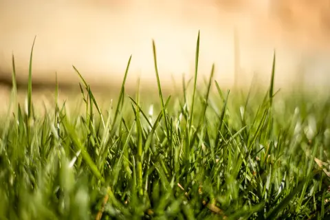 Un prato di gramigna fai da te, verde e rigoglioso, con fili d'erba che si stagliano contro uno sfondo sfocato e dorato.