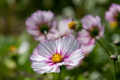 Un delicato fiore cosmos bianco e rosa con un centro giallo brillante, circondato da altri fiori sfocati e verdeggianti.