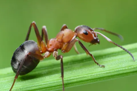 Formica rossa su filo d'erba. Impara come debellare le formiche con metodi naturali e sicuri per la tua casa.