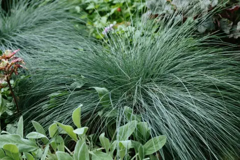Un cespuglio di erba ornamentale bluastra, una delle piante che non necessitano di acqua, con foglie vellutate verdi in primo piano.