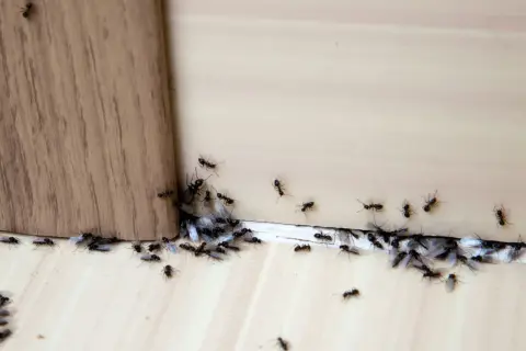 Formiche alate e operaie si radunano vicino a un angolo di legno, attratte da qualcosa di invisibile.