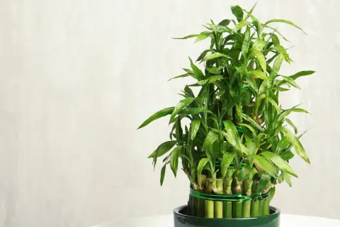 Un rigoglioso bambù in vaso sul balcone, con gocce d'acqua sulle foglie verdi.