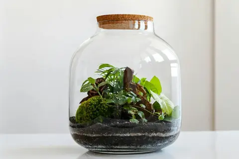 Un ecosistema in miniatura racchiuso in una **pianta di vetro**. Muschio, rocce e diverse specie vegetali creano un piccolo mondo verde.