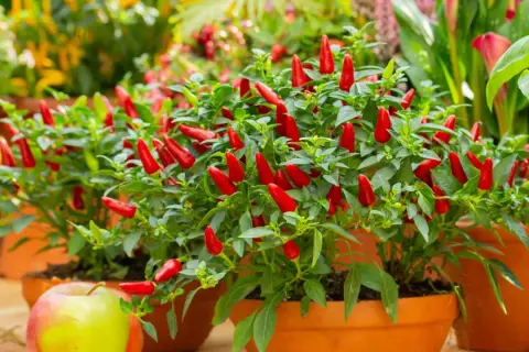 Piante di peperoncino ornamentale, cariche di frutti rossi brillanti, pronte per essere raccolte e gustate.