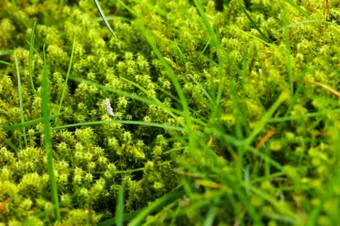 Primo piano di muschio verde brillante e fili d'erba. Un piccolo insetto bianco è visibile tra il muschio. Ideale per chi cerca come eliminare il muschio in modo naturale.