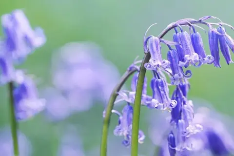 Un grappolo di fiori campanula blu pende su steli verdi, con altri fiori sfocati sullo sfondo.