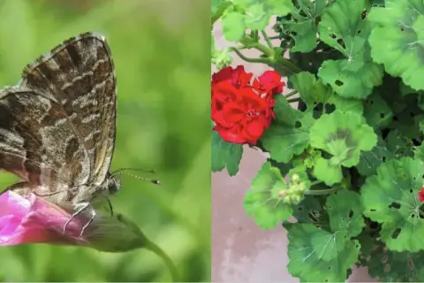 Farfallina del geranio posata su un fiore rosa, con sfondo verde sfocato. A destra, un geranio con fiori rossi e foglie verdi.
