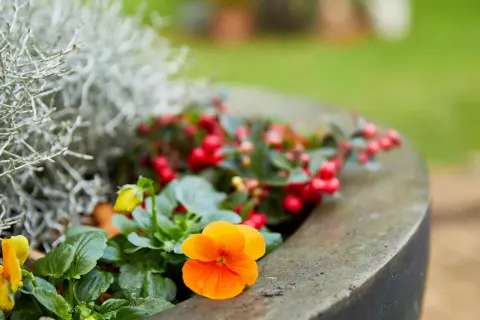 Un vaso con vivaci fiori da balcone invernali: viole arancioni e gialle, bacche rosse e fogliame argenteo creano un angolo colorato.