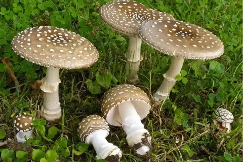 Un gruppo di funghi prato, con cappelli marroni maculati di bianco, spuntano dall'erba verde.