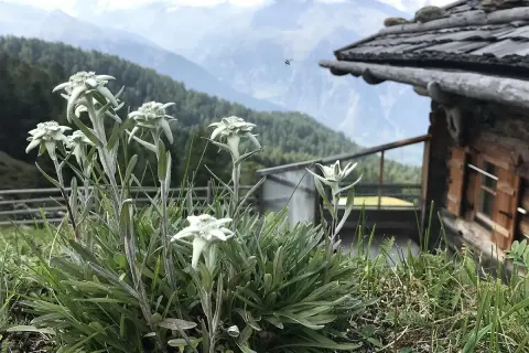 Un gruppo di **edelweiss fiore** cresce rigoglioso sull'erba, con una baita in legno e montagne sullo sfondo.
