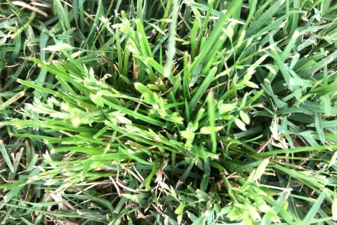 Primo piano di un prato con ciuffi di poa annua in fiore, con piccole spighette verdi e biancastre che spuntano tra le foglie d'erba.
