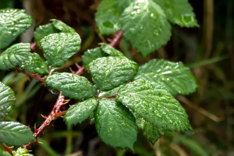 Foglie verdi di rovo bagnate dalla pioggia, con spine rosse. Un promemoria per chi cerca come eliminare i rovi in modo naturale.