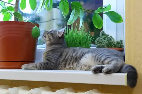 Gatto grigio osserva un limone su un vaso, ignaro che la pipì dei gatti fa male alle piante.