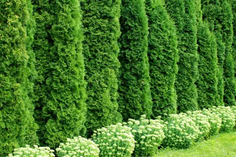 Una siepe di **thuja** crea una barriera verde. Le sue **proprietà** decorative e di privacy la rendono ideale per giardini.