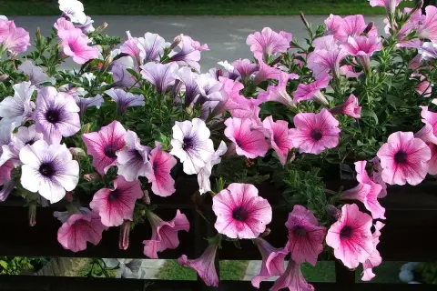 Fiori di petunia rosa e viola in un'esposizione nord ovest, con petali vellutati e centri scuri.