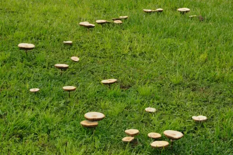 Un prato verde punteggiato da numerosi funghi. Alcuni sono raggruppati, altri solitari, evocando l'idea di rimedi naturali.