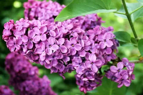 Un lillà pianta non fiorisce, ma i suoi boccioli viola intenso promettono una primavera profumata.