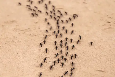 Formiche in marcia su terreno sabbioso. Forse cercano un repellente per formiche fai da te per evitare il loro percorso.