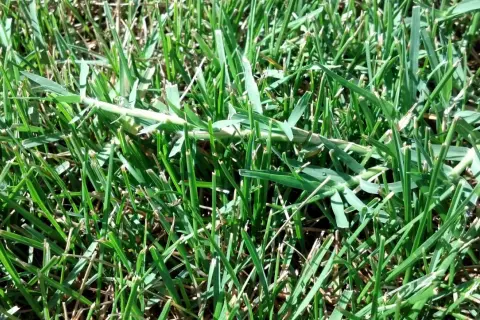 Un fusto di setaria infestante si allunga tra l'erba verde, un ospite indesiderato nel prato.