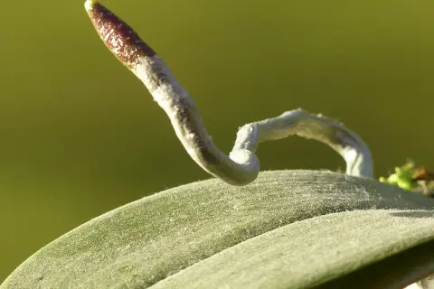 Radici di orchidee fuori dal vaso, che si allungano curiose verso la luce.