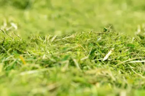 Erba appena tagliata, un tappeto verde e soffice. Il sale brucia l'erba, ma qui è solo un ricordo, un profumo di natura.