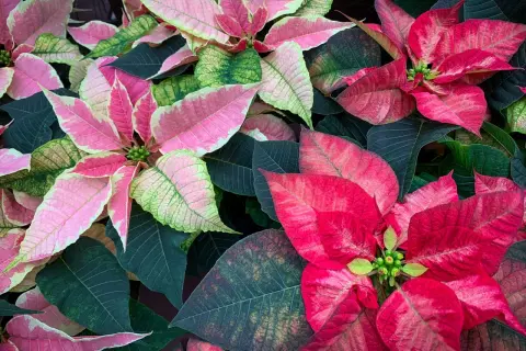 Fiori di stella di natale in estate, con petali rosa e rossi che contrastano con le foglie verdi scuro.