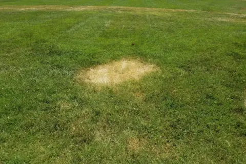 Macchie gialle su prato verde, sintomo di sclerotinia.