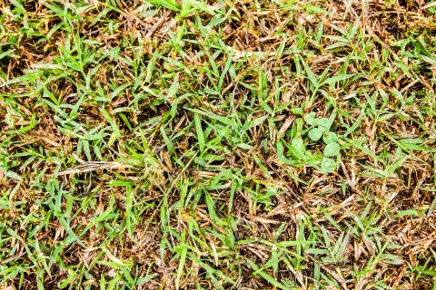 Un prato con erba verde e secca, con alcune gocce d'acqua. La ruggine del prato è visibile tra i fili d'erba.