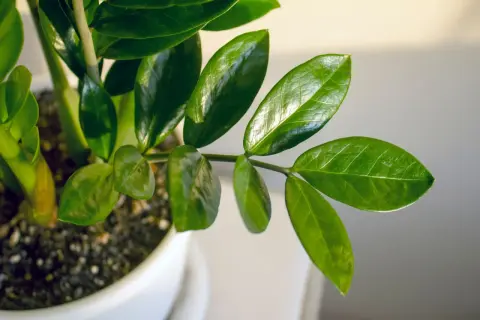 Foglie lucide di una pianta da appartamento, perfetta per chi cerca piante facili da coltivare.