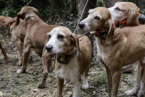 Cani da caccia con collari, attenti a dove camminano, il diserbante è pericoloso per i cani.