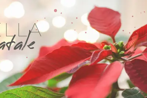 Stella di Natale, una delle piante natalizie più iconiche.