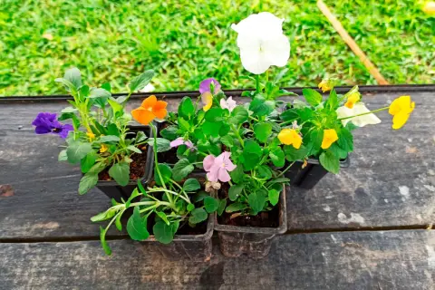 Viole fiori colorate in vasetti pronti per essere piantati, con un prato verde sullo sfondo.
