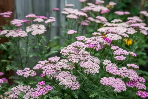 Un campo fiorito di achillea millefoglie rosa e bianchi, con foglie verdi frastagliate.
