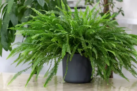 Felce di Boston rigogliosa in vaso scuro, con fronde verdi e delicate. Nonostante la sua bellezza, è una felce di Boston tossica se ingerita.