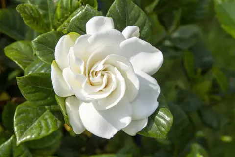 Un fiore bianco e profumato, una delle tante piante acidofile da appartamento, con foglie verdi lucide sullo sfondo.