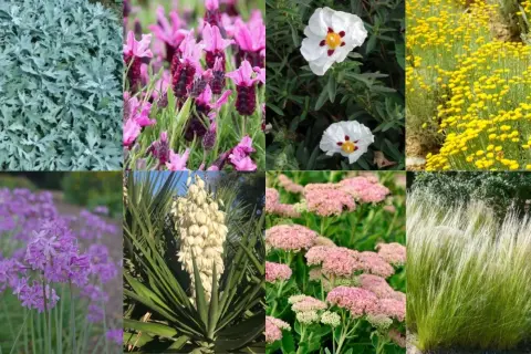 Piante da balcone pieno sole poca acqua: lavanda, yucca, cisto, sedum, graminacee e altre fioriture resistenti.