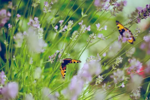 Farfalle colorate su lavanda in fiore, un esempio di come attirare le farfalle in giardino con piante profumate.