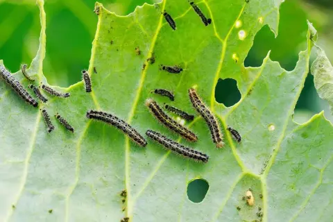 Bruchi su foglia verde, con buchi evidenti. Si cercano rimedi naturali per le foglie mangiate.