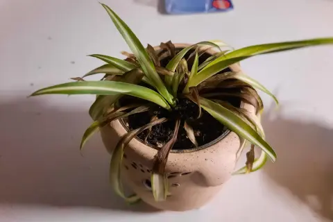 Un falangio con foglie secche e ingiallite necessita di cure. La pianta in vaso mostra segni di stress, con molte foglie marroni.
