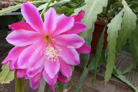 Un fiore rosa acceso di una pianta epifita, che cresce su un supporto, con steli verdi e piatti.