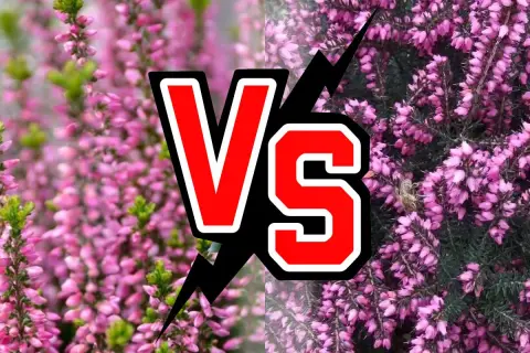 Confronto tra erica e calluna: due splendide fioriture rosa, una con un'ape laboriosa.