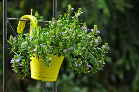 Un vaso giallo brillante ospita un rigoglioso fiore di febbraio, con piccoli fiori viola che spuntano tra le foglie verdi.