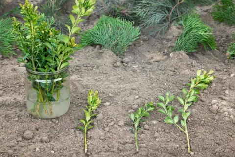 Prepara le talee di bosso in acqua, pronte per essere piantate. Ecco come fare una talea per moltiplicare le tue piante.