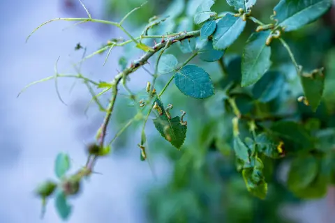Bruchi mangiano foglie delle rose bucate. Si cercano rimedi naturali per proteggere le piante.