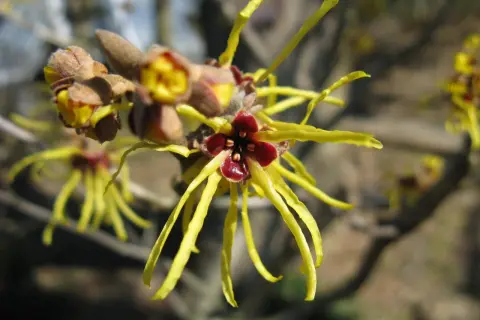 Fiori gialli e rossi di Hamamelis virginiana, noti per le loro proprietà benefiche.