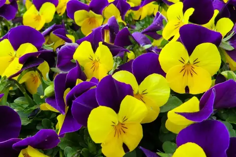 Un mare di viola del pensiero, con petali gialli e viola che si intrecciano creando un vibrante tappeto fiorito.