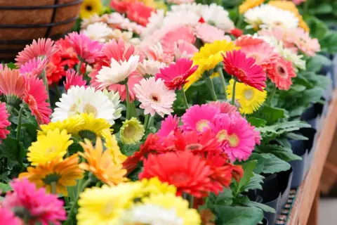 Un tripudio di fiori gerbere in colori vivaci: rosa, bianco, giallo, rosso e arancione. Un'esplosione di gioia primaverile.