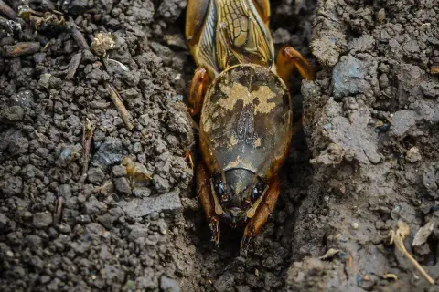 Un grillo talpa emerge dal terreno umido, con le sue zampe anteriori adattate allo scavo.