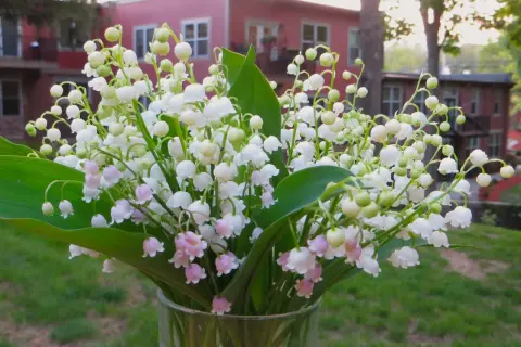 Un mazzo di profumato fiore mughetto in un vaso di vetro, con un edificio rosa sullo sfondo.